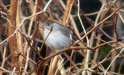 Munkur / Sylvia atricapilla ♀ 