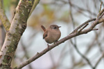 Músabróðir / Troglodytes troglodytes borealis