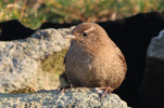 Msabrir / Troglodytes troglodytes borealis, Nlsoy 14.02.2011