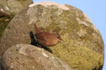 Msabrir / Troglodytes troglodytes borealis, Nlsoy 14.02.2011