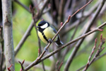 Strtta / Parus major