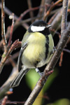 Stórtíta / Parus major