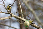 Stórtíta / Parus major