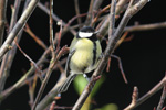 Great Tit / Parus major