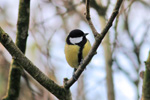 Great Tit / Parus major