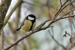 Great Tit / Parus major