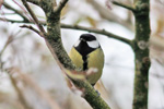 Great Tit / Parus major