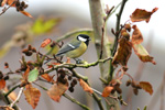 Great Tit / Parus major