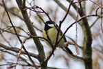 Great Tit / Parus major