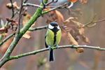 Great Tit / Parus major