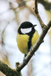 Great Tit / Parus major