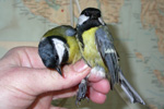 Great Tit / Parus major