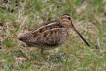 Mrisnpa / Gallinago gallinago faeroeensis