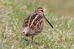 Mrisnpa / Gallinago gallinago faeroeensis