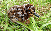 Mýrisnípuungi / Gallinago gallinago faeroeensis