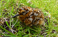 Mrisnpuungi / Gallinago gallinago faeroeensis