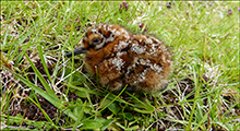 Mrisnpuungi / Gallinago gallinago faeroeensis