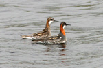 Helsareyði / Phalaropus lobatus, Sandoy