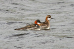 Helsareyði / Phalaropus lobatus, Sandoy