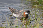 Helsareyði / Phalaropus lobatus, Tórshavn 2011