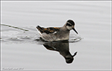 Helsareyði / Phalaropus lobatus, juvenile