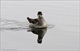 Helsareyði / Phalaropus lobatus, juvenile