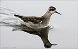 Helsareyði / Phalaropus lobatus, juvenile