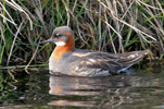 Helsareyði / Phalaropus lobatus