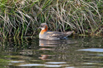 Helsareyði / Phalaropus lobatus