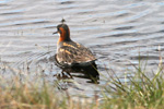 Helsareyði / Phalaropus lobatus, Nólsoy