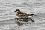 Helsareyði / Phalaropus lobatus, Sandoy