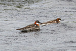 Helsareyði / Phalaropus lobatus, Sandoy