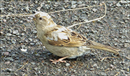 Passer domesticus
