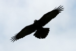 Ravnur / Corvus corax