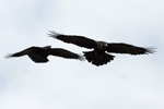 Ravnur / Corvus corax