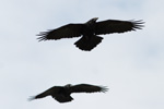 Ravnur / Corvus corax