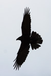 Ravnur / Corvus corax