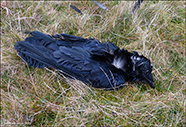 Corvus corax