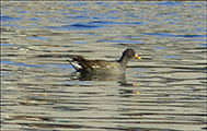 Sevhna / Gallinula chloropus