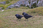 Jackdaw / Corvus monedula