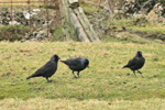 Allike / Corvus monedula