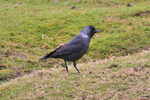 Allike / Corvus monedula