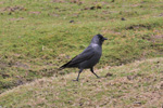 Allike / Corvus monedula