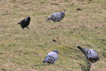 Jackdaw / Corvus monedula