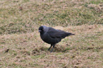 Allike / Corvus monedula