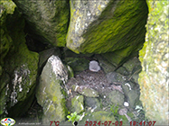 Fulmarus glacialis