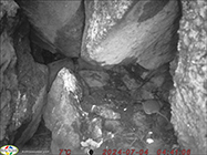 Fulmarus glacialis
