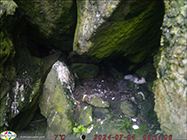 Fulmarus glacialis
