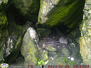 Fulmarus glacialis