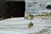 Fjallmurra / Calidris alpina